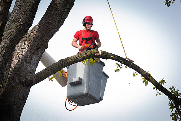 Best Affordable Tree Service  in City View, SC